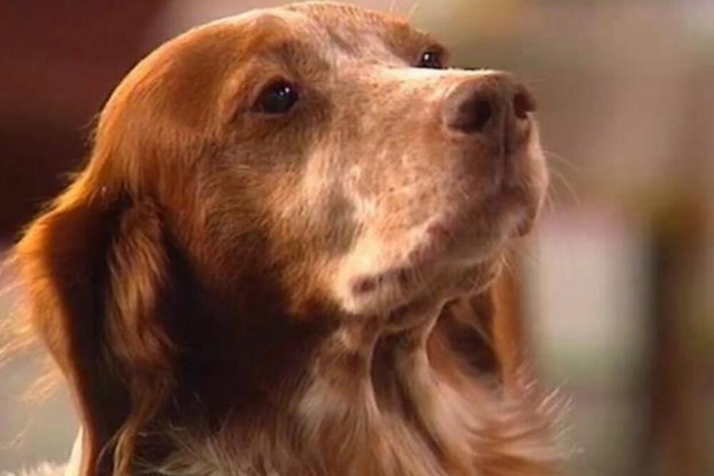 Znate li čiji pas je bio Sima iz "Srećnih ljudi"? Svi smo ga obožavali, a zabezeknuće vas njegov gazda - šokčina