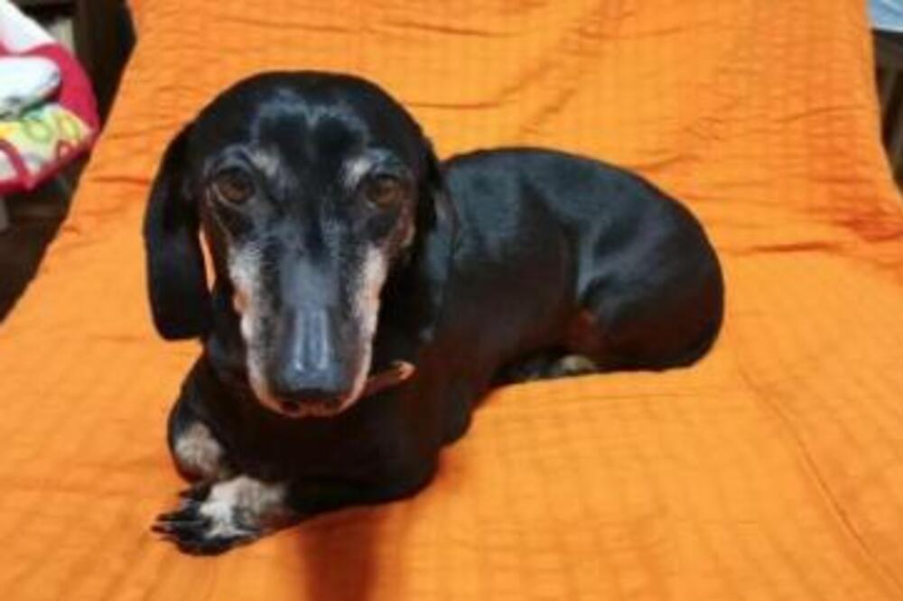 BETI JE IMALA SVU LJUBAV SVETA, A ONDA JE VLASNIK PREMINUO! Ima 10 godina i samo želi da joj bude TOPLO, POMOZITE