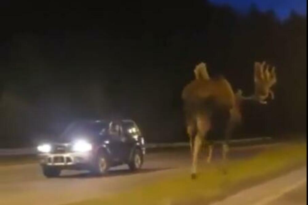 OGROMAN LOS MRTAV LADAN ŠETA PUTEM: Vozači se vraćaju u RIKVERC kako bi ga SNIMILI, neverovatno KOLIKI JE (VIDEO)