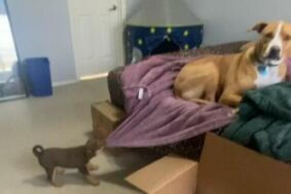 POGLEDAJTE OVOG NESTAŠKA! Pokušao da UKRADE ćebence, a PRIJATELJ mu ostao u ČUDU (VIDEO)