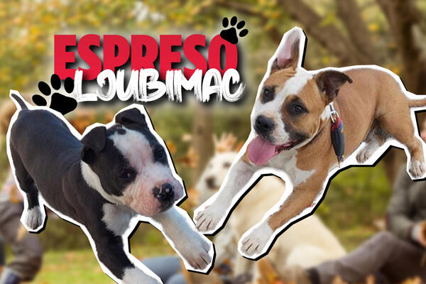 ESPRESO LJUBIMCI MAJKA I SIN: Razbijamo mitove o stafordima, umiljati smo i OBOŽAVAMO svoje vlasnike (FOTO) (VIDEO)