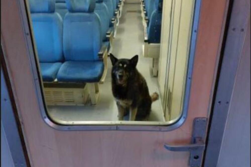 NAJLEPŠA SLIKA KOJU ĆETE VIDETI DANAS: U BG vozu se ovakav prizor ne viđa svaki dan (FOTO)