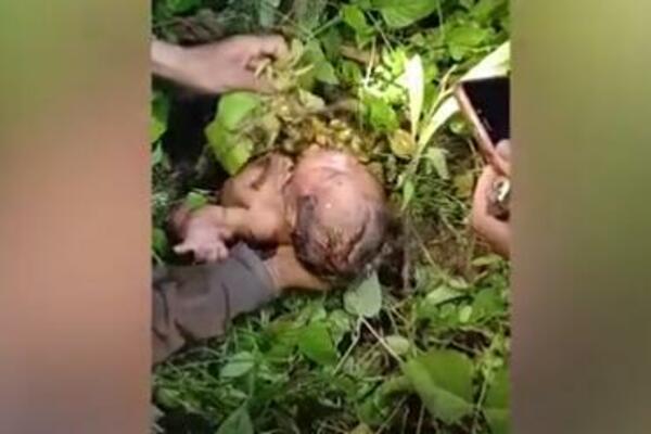 BEBA LEŽALA U ŠUMI, PREKRIVENA INSEKTIMA! Kada su je podigli, desilo se ČUDO (UZNEMIRUJUĆ VIDEO)