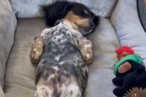 MALENOM PSU KUPILI OGROMAN KREVET: Njegova reakcija je hit, KOLIKO JE SAMO MEDEN! (VIDEO)