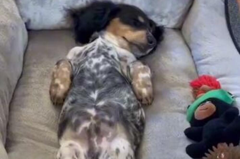 MALENOM PSU KUPILI OGROMAN KREVET: Njegova reakcija je hit, KOLIKO JE SAMO MEDEN! (VIDEO)