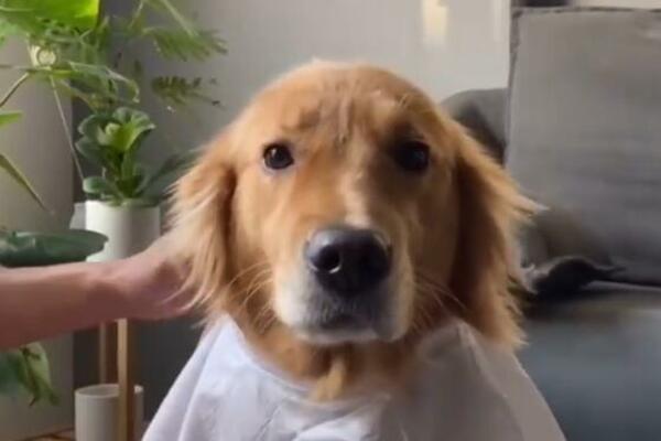 KAKO SAMO UŽIVA TA KUCA: Šišali ga, on uživao ZA SVE PARE! (VIDEO)