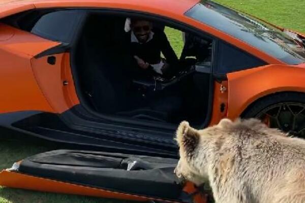SAMO JE HTEO DA SE IGRA! Medved ljubimac u potrazi za JABUKOM, odvalio vrata šeikovog LAMBORDŽINIJA (VIDEO)