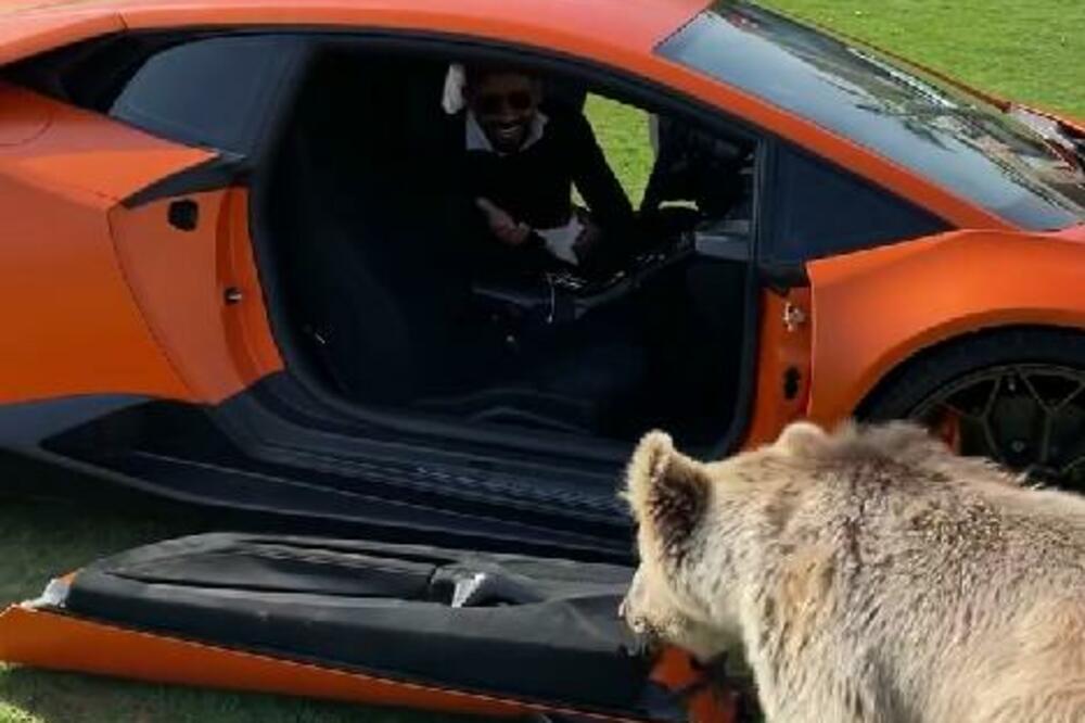 SAMO JE HTEO DA SE IGRA! Medved ljubimac u potrazi za JABUKOM, odvalio vrata šeikovog LAMBORDŽINIJA (VIDEO)