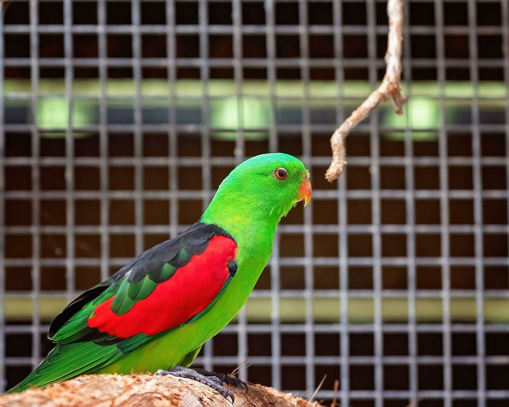 Crvenokrili papagaji, Papagaj
