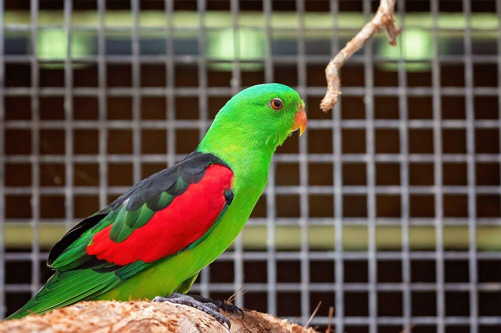 EVO KAKO JE PAPAGAJ REŠIO MISTERIOZNO UBISTVO: Ljudi bili u ŠOKU, sve je RAZOTKRIO!