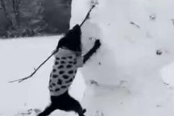 PAS NAPAO SNEŠKA I NE ODUSTAJE! Pogledajte kako pokušava da mu otme "ruku", URNEBESNAN snimak obišao SVET (VIDEO)