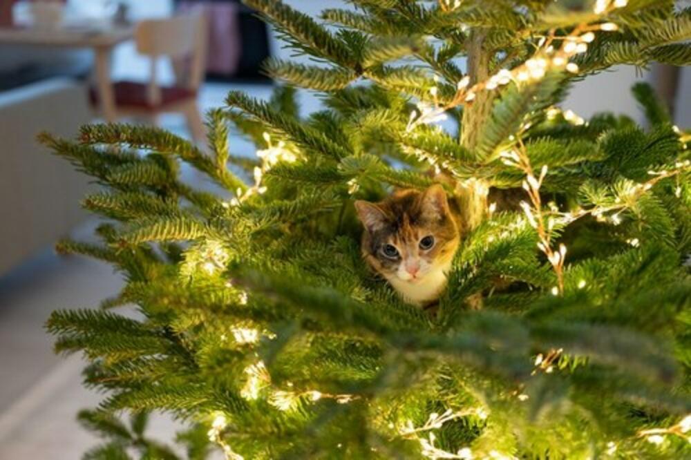 MAČKE VAS PRATE I KADA IDETE U TOALET? Nećete VEROVATI zašto je to TAKO