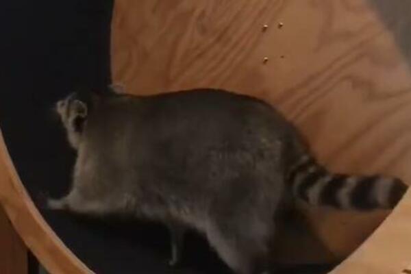 PRESLATKI RAKUN JE LJUBIMAC IZ SNOVA: Po ceo dan pravi ŠOU PROGRAM, URNEBESAN JE (VIDEO)