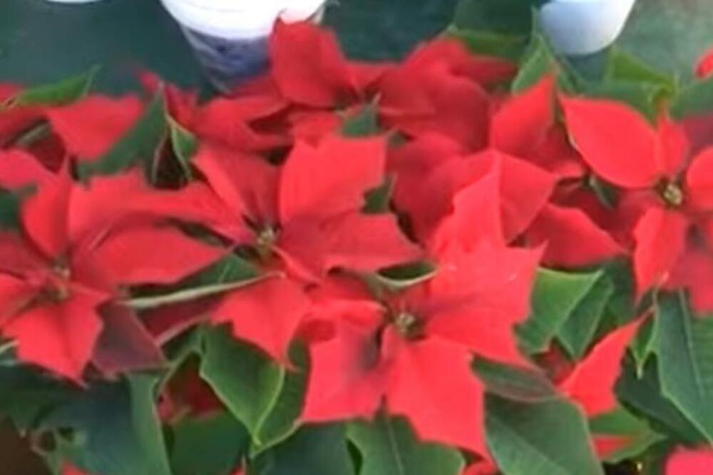 UZ PAR TRIKOVA BOŽIĆNA ZVEZDA MOŽE DA VAM OPSTANE DO NAREDNE GODINE: Treba OBRATITI PAŽNJU na nekoliko STVARI