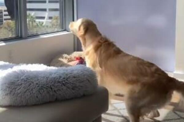 KAKVA GLAVICA, GLEDAJTE GA SAMO: Kada je preslatka kuca ugledala PERAČA PROZORA nastala je ČISTA MAGIJA! (VIDEO)