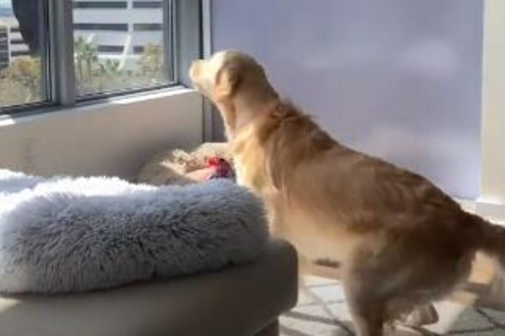 KAKVA GLAVICA, GLEDAJTE GA SAMO: Kada je preslatka kuca ugledala PERAČA PROZORA nastala je ČISTA MAGIJA! (VIDEO)