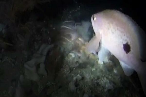 UZBUDLJIVO OTKRIĆE! Biolozi u tasmanijskim vodama pronašli RIBU koja "HODA" (VIDEO)