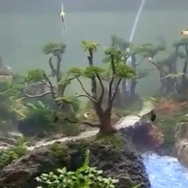 Čovek sređivao akvarijum, pa otrovao celu porodicu ovom greškom: Doktori ostali u šoku kada su videli na šta liče