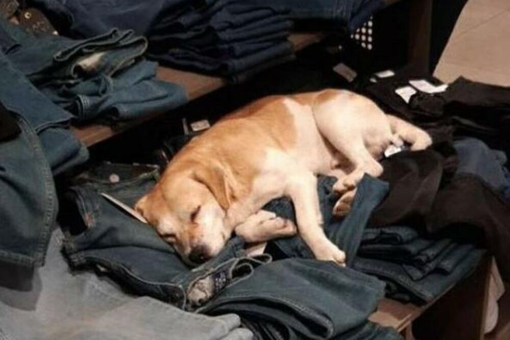 UŠUŠKAO SE U FARMERKE, KAKVA PUSLICA: Hit scena iz BUTIKA U LAZAREVCU, KUČENCE na ROBI spava KAO ANĐELAK (FOTO)