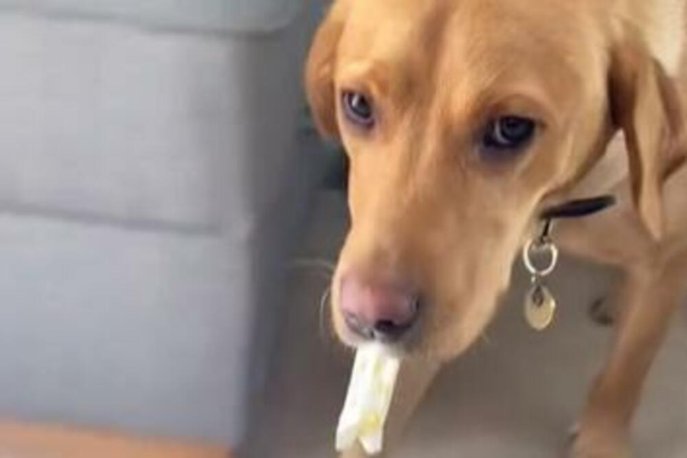 UHVAĆEN NA DELU! Spisak stvari koje je UKRALA ova nestašna KUCA je URNEBESAN, i to sve samo u toku 1 DANA (VIDEO)