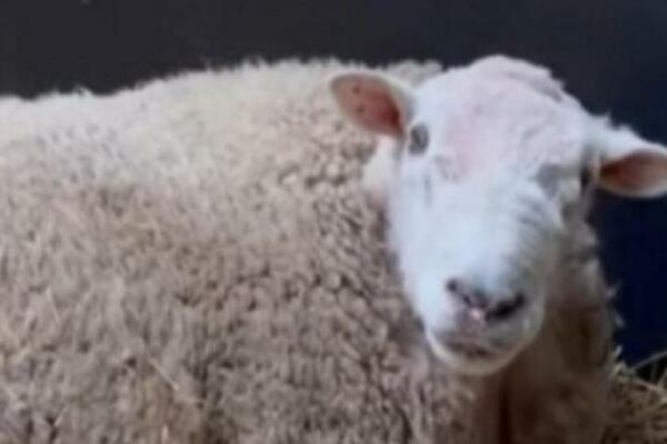 OVNU MORALI DA UKLONE TESTISE OD 40 KILOGRAMA! Ovo je 3 životni udarac za ovu nesrećnu životinju, veterinari u ŠOKU