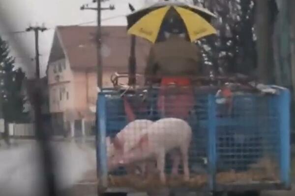 "NE GOJI SE PRASE PRED BOŽIĆ": Hit scena u Barajevu, komentari pljušte, ŠTA ON MISLI DA RADI SA SVINJAMA? (VIDEO)