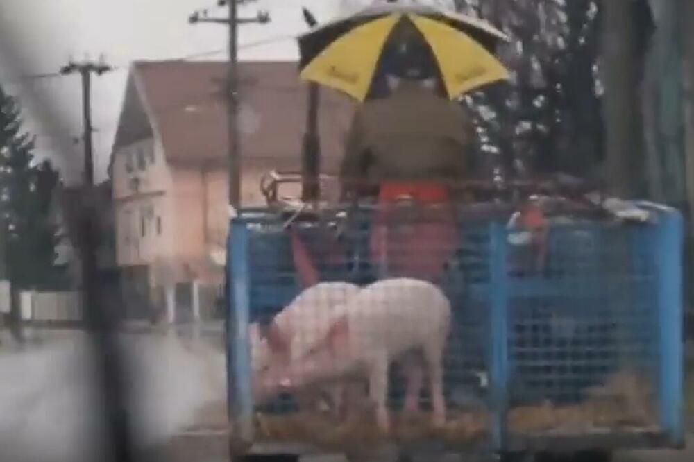 "NE GOJI SE PRASE PRED BOŽIĆ": Hit scena u Barajevu, komentari pljušte, ŠTA ON MISLI DA RADI SA SVINJAMA? (VIDEO)