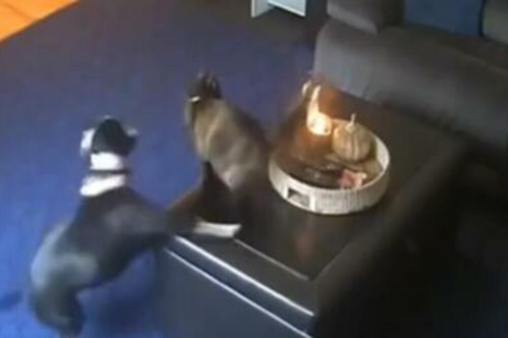 MAČKA I PAS SE ZAIGRALI U DNEVNOJ SOBI, A ONDA JE PLANUO REP! Po njihovim reakcijama vidi se ko je HRABRIJI (VIDEO)