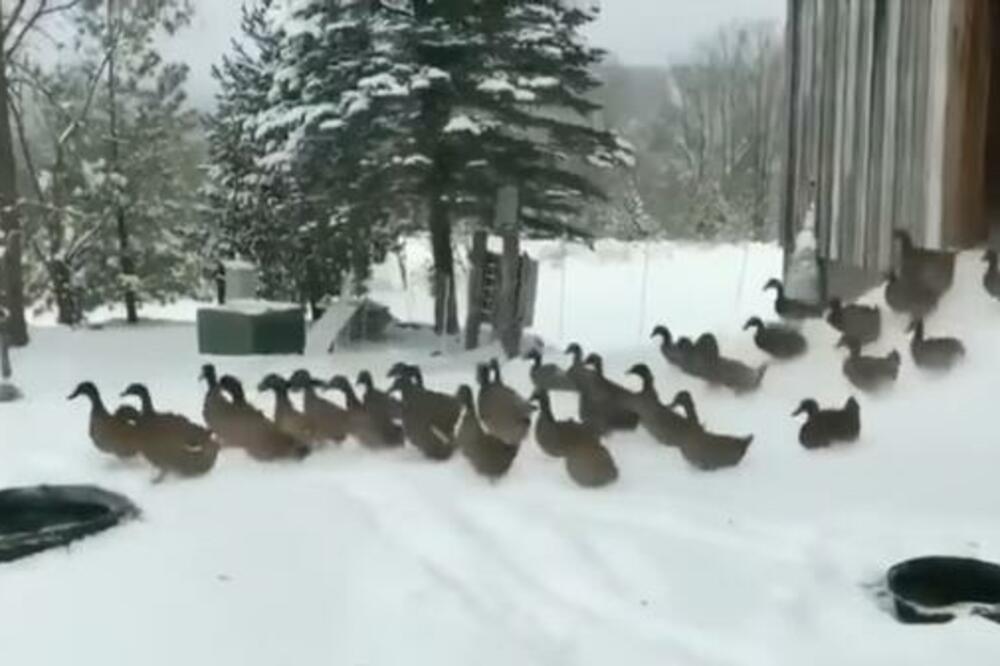 PREDOMISLILE SU SE! Pogledajte kako OVE patkice REAGUJU na SNEG, pa ovo je HIT SVIH HITOVA (VIDEO)