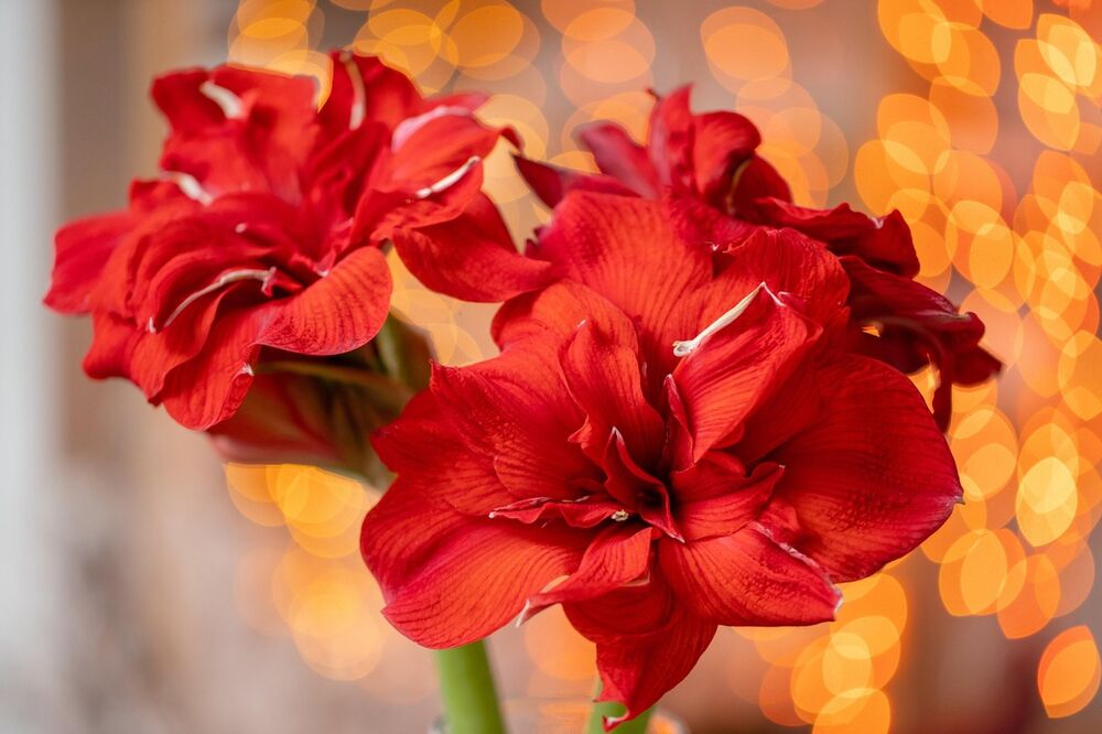 Amarilis, Cveće, Crveno cveće