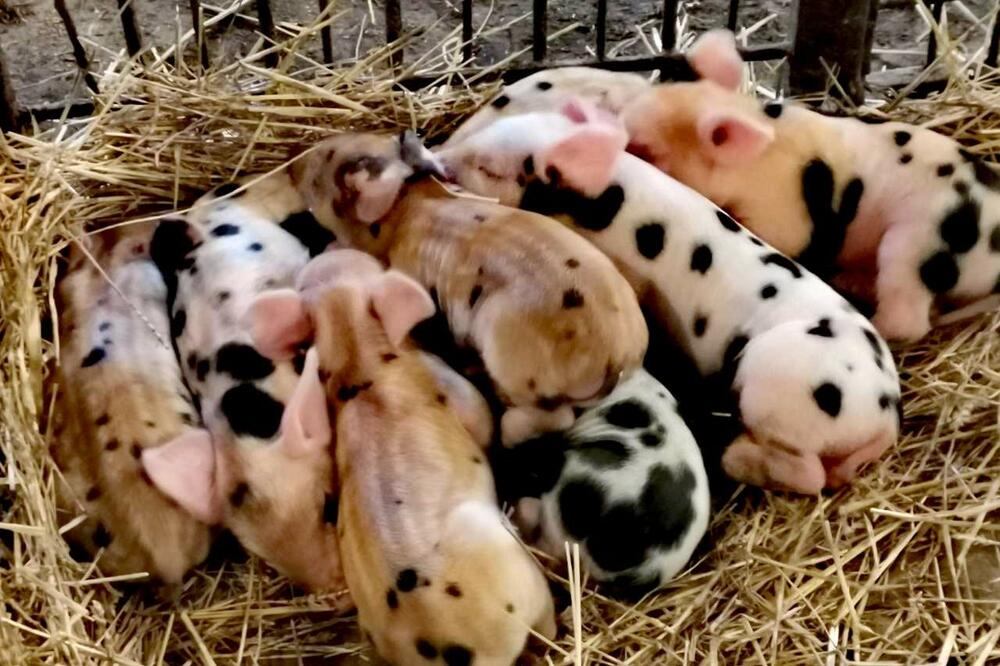 PRODAO ČITAV KONTIGENT PRASIĆA I TO PREKO FB-A! Dragan iz Zagorice ispričao šta Srbi najviše traže ovih dana