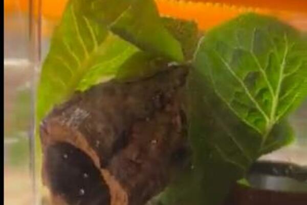 U PAKOVANJU SALATE NAŠAO 1 MALO LJIGAVO STVORENJE: Dao mu je i IME, a iza svega stoji JEDNA TUŽNA PRIČA (FOTO)