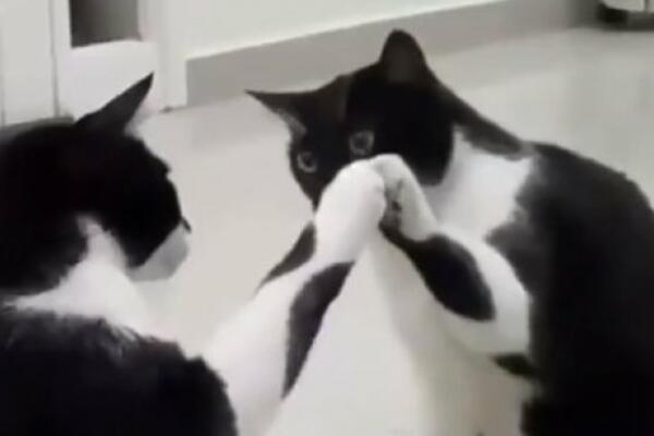 UMREĆETE OD SMEHA ZBOG OVE LUDE MAČKE! Videla sebe u ogledalu pa se pravila da to nije ona, POGLEDAJTE ŠOU (VIDEO)