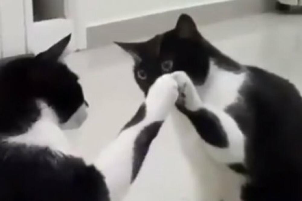 UMREĆETE OD SMEHA ZBOG OVE LUDE MAČKE! Videla sebe u ogledalu pa se pravila da to nije ona, POGLEDAJTE ŠOU (VIDEO)