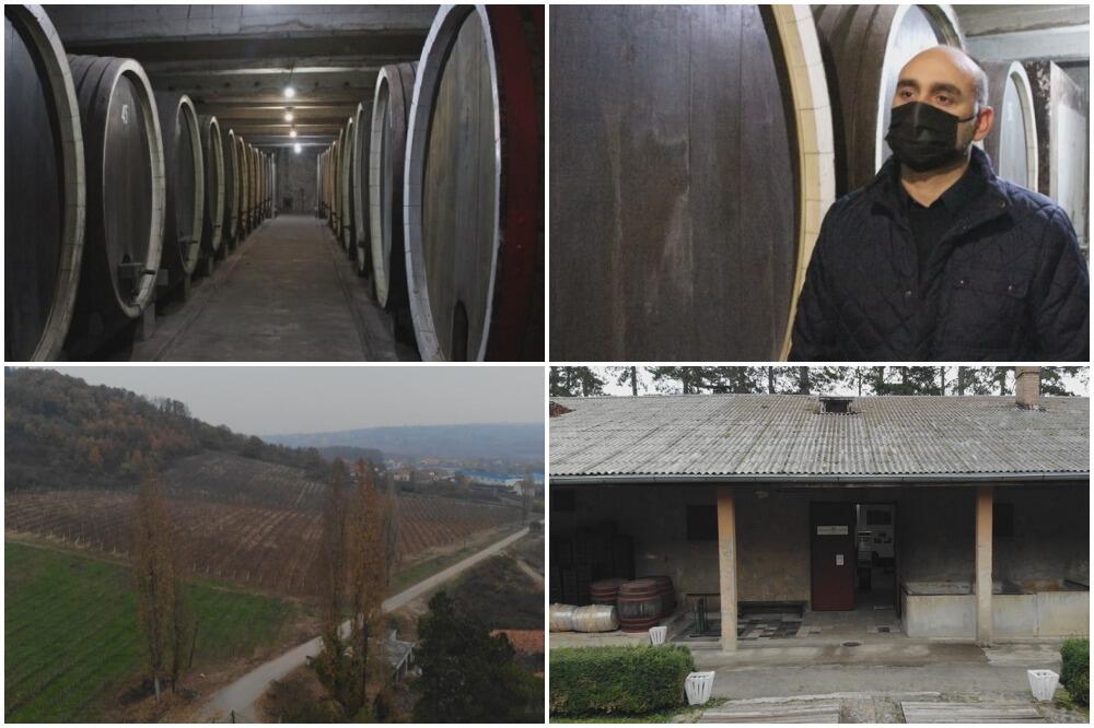 DINASTIJA KARAĐORĐEVIĆ SADILA VINOGRADE U SRPSKOJ TOSKANI: Sa kraljevskom etiketom njihovo vino obilazi svet (FOTO)