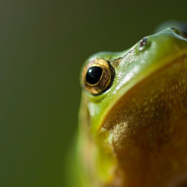 Baka (82) progutala OSAM ŽIVIH ŽABA, lekari zanemeli od ŠOKA! Zbog narodnog verovanja završila u jezivim mukama!