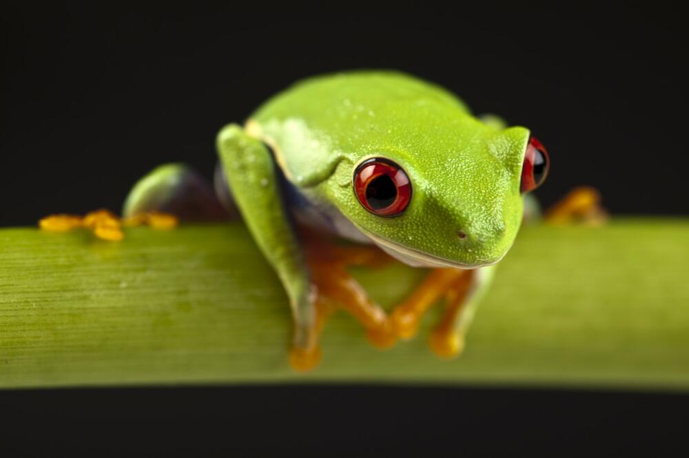 RETKA ŽABA DOBILA IME PO POZNATOJ AKTIVISTKINJI! Pronašli je tokom EKSPEDICIJE u Panami (FOTO)