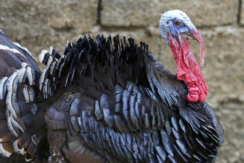 NOVA PRETNJA U IZRAELU! Ptičji grip usmrtio više od 5 hiljada ždralova