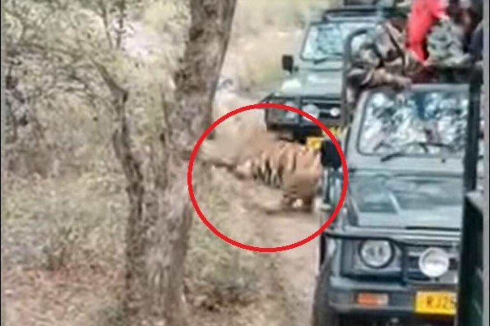 U SEKUNDI JE BIO MRTAV! Tigrica uletela među TURISTE, zverka ga ZAKLALA pred svima (UZNEMIRUJUĆ VIDEO)