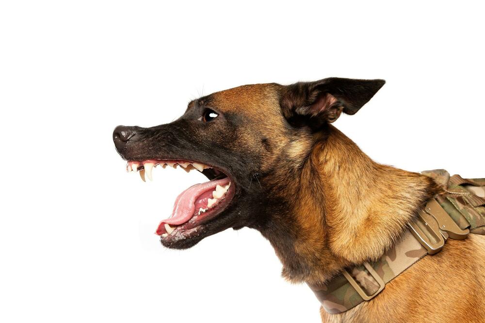 STRAVIČNA TRAGEDIJA: Dečaka (5) usmrtio PAS na Badnje veče, mališan preminuo na OPERACIONOM STOLU!