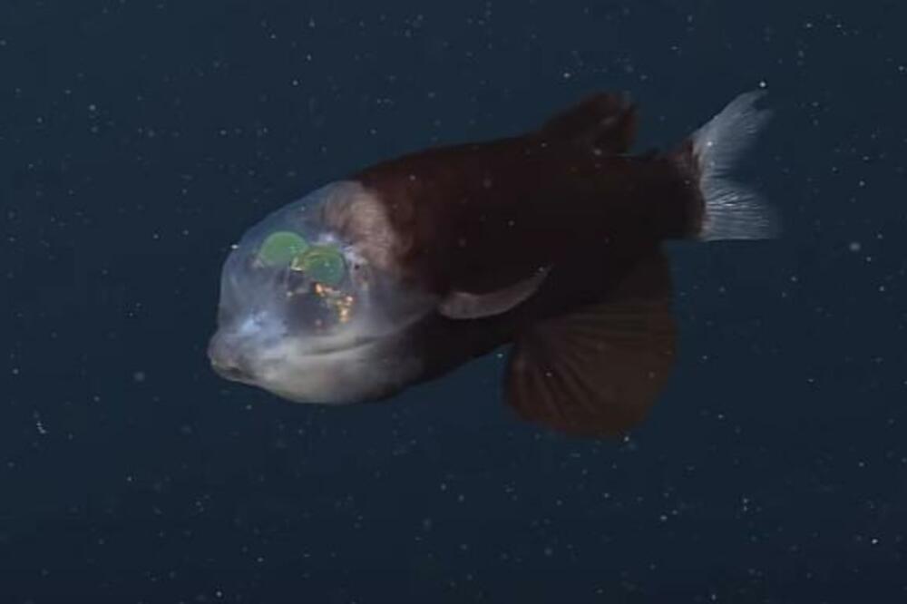 SNIMLJENA RIBA KOJA IMA PROVIDNU GLAVU! Neobičan prizor ostavio istraživače u ŠOKU, ovo morate da VIDITE (VIDEO)