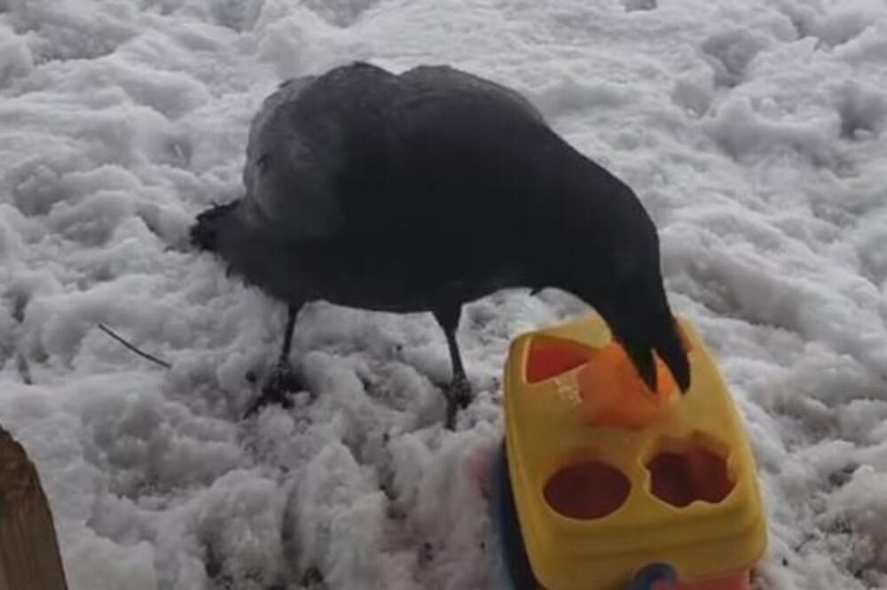 POGLEDAJTE KAKO GAVRAN REĐA OBLIKE TAČNO U PREDVIĐENE RUPE: Čak ima i PLES koji izvodi kada pogodi, HIT! (VIDEO)