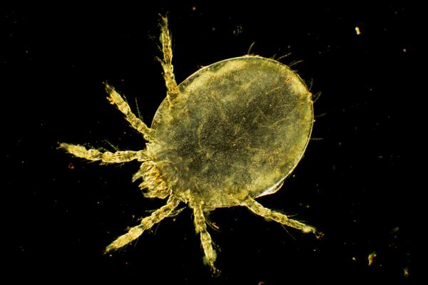 DRAGOCENO SAZNANJE: Otkriven neobičan IZVOR drevne ljudske DNK, nećete verovati ODAKLE! (FOTO)