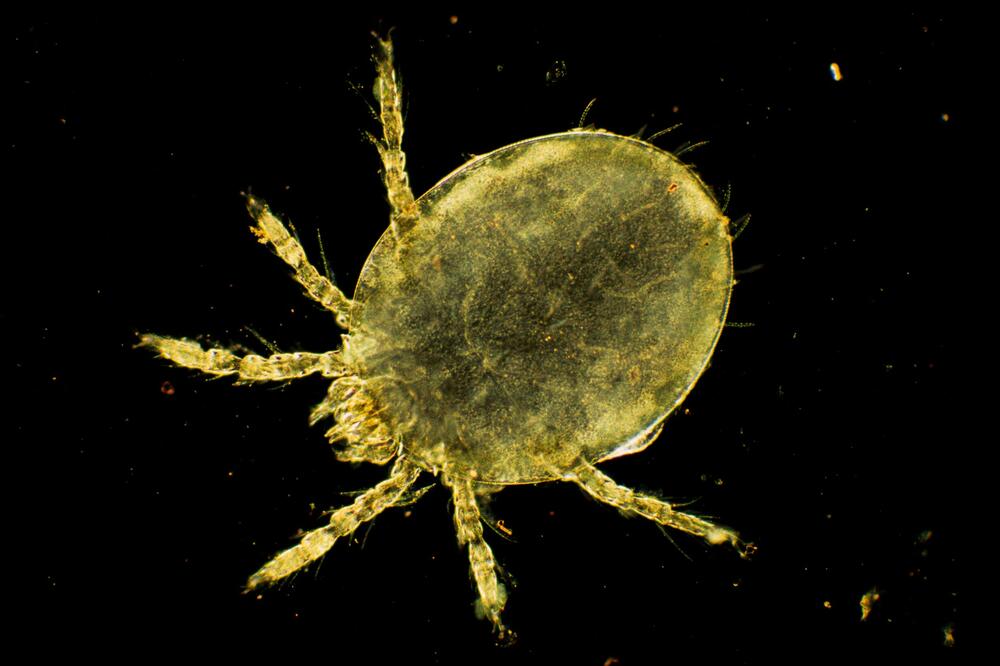 DRAGOCENO SAZNANJE: Otkriven neobičan IZVOR drevne ljudske DNK, nećete verovati ODAKLE! (FOTO)