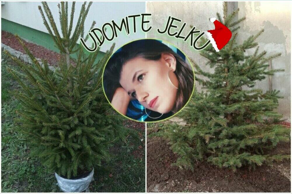 JOVANA IZ BEOGRADA UDOMLJAVA JELKE! Za Espreso otkriva sve o svom NEOBIČNOM HOBIJU, mnogo je važno! (FOTO)