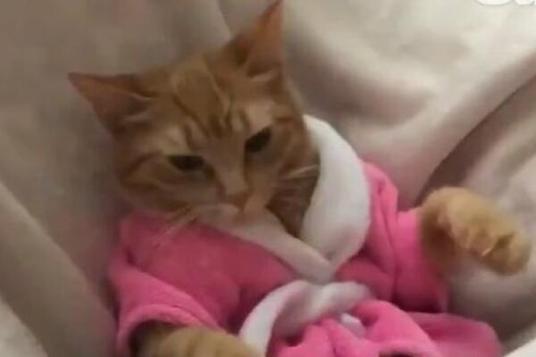 MA DA LI STE LJUDI ODLEPILI? Mačku obukli u BEDEMANTIL, pa joj uradili OVO! (VIDEO)