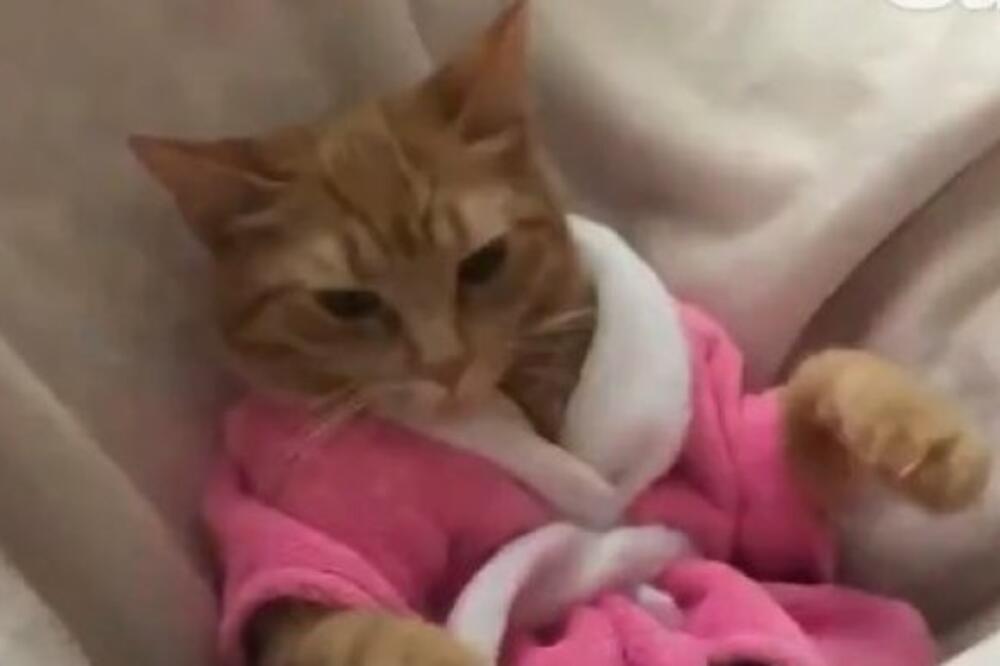 MA DA LI STE LJUDI ODLEPILI? Mačku obukli u BEDEMANTIL, pa joj uradili OVO! (VIDEO)