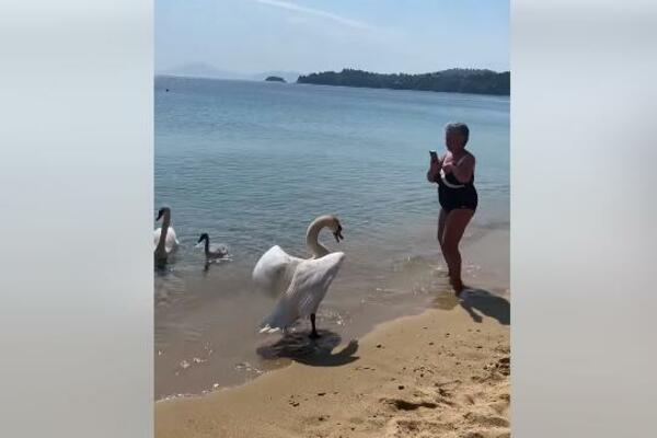 BAKA HTELA DA SLIKA MALE LABUDIĆE, A ONDA JE MAJKA USTALA! Završila je u MORU, grdno se POKAJALA (VIDEO)