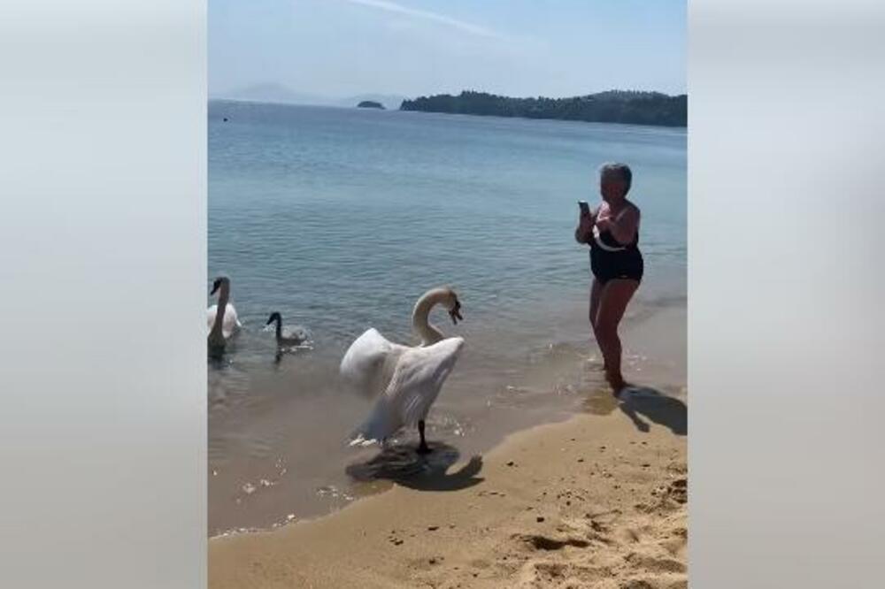BAKA HTELA DA SLIKA MALE LABUDIĆE, A ONDA JE MAJKA USTALA! Završila je u MORU, grdno se POKAJALA (VIDEO)