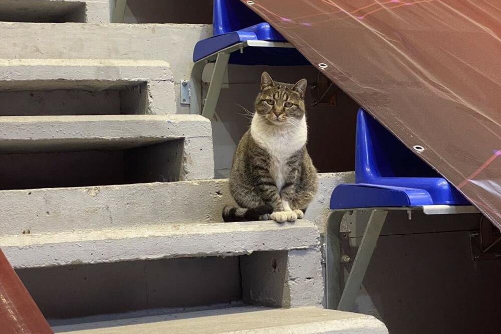 Crvena zvezda objavila tužnu vest - uginula legendarna mačka Ljubica... (Foto)